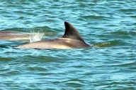 St. Augustine Dolphin and Wildlife Boat Tour thumbnail 1