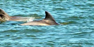 St. Augustine Dolphin and Wildlife Boat Tour