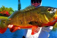 Miami Peacock Bass Fishing Tour 4 hr thumbnail 1