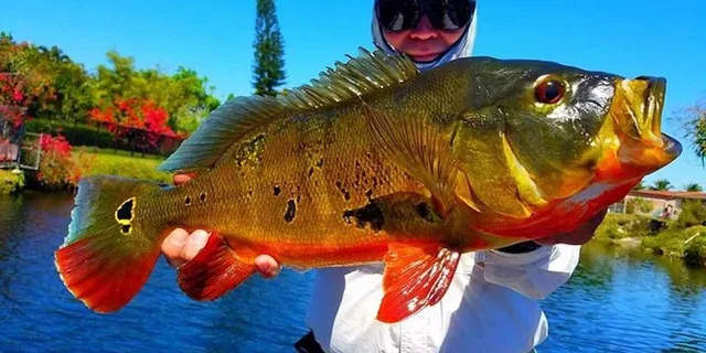 Miami Peacock Bass Fishing Tour 4 hr - Image 1
