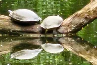 New York Central Park Nature and Movie Tour thumbnail 6