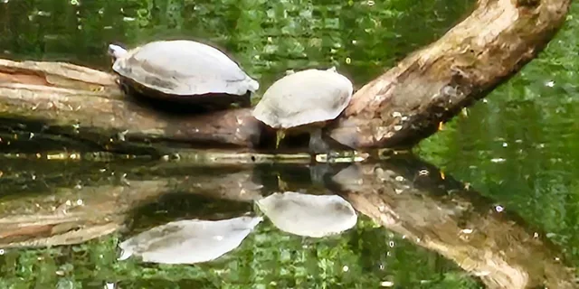 New York Central Park Nature and Movie Tour - Image 6