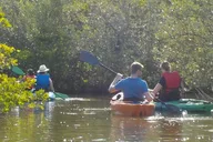 Cocoa Beach Kayaking Tour with Manatee and Dolphin thumbnail 6