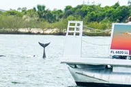 St. Augustine Dolphin and Wildlife Eco Adventure thumbnail 3