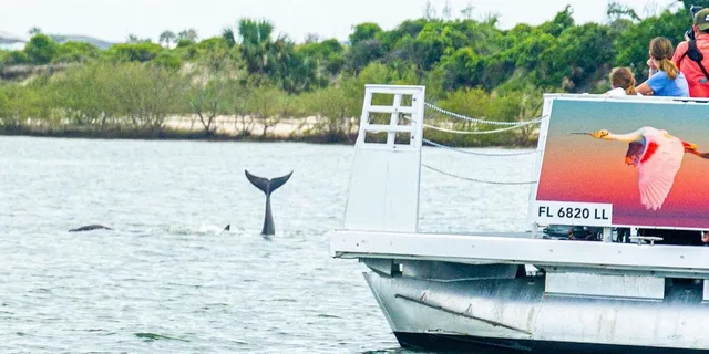 St. Augustine Dolphin and Wildlife Eco Adventure - Image 3