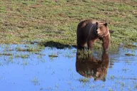 Gardiner Yellowstone National Park Tour thumbnail 6
