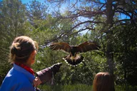 Colorado Springs Falconry Class and Demonstration 90 min thumbnail 3
