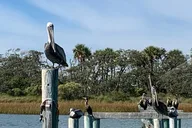 Charleston Dolphin and Eco Boat Tour thumbnail 4