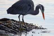 Ketchikan Totem Pole and Wildlife Trolley Tour 2 hr thumbnail 5