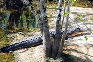 Everglades Eco Adventure with Biologist Walk and Boat Trips thumbnail 6