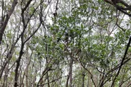 Naples Clear Kayak Eco Tour thumbnail 4