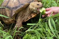 Pahoa Ranch Tour with Animal Encounters thumbnail 6