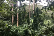 Honolulu Electric Bike and Hike Experience thumbnail 6