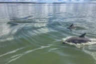 Hilton Head Dolphin Tour with Dining Stop thumbnail 4