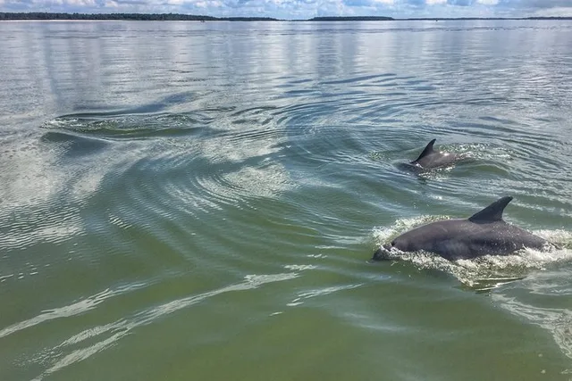 Hilton Head Dolphin Tour with Dining Stop - Image 4