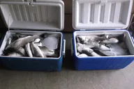 Lake Mead Striped Bass Fishing thumbnail 3