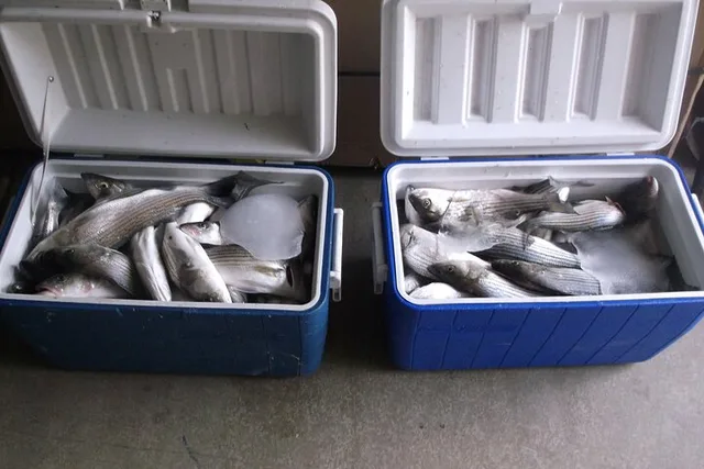 Lake Mead Striped Bass Fishing - Image 3