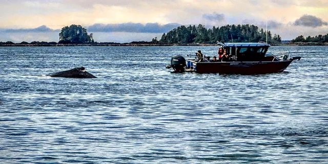 Sitka Land & Sea Wildlife Tour with Meal - Image 2