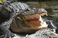 Fort Lauderdale Airboat Ride thumbnail 5