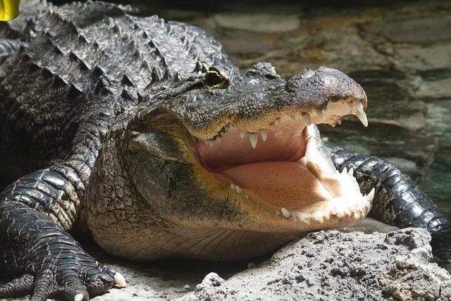 Fort Lauderdale Airboat Ride - Image 5