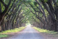 New Orleans Plantation and Kayak Swamp Tour thumbnail 6