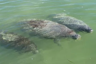 Key Largo Mangrove Kayak Rental