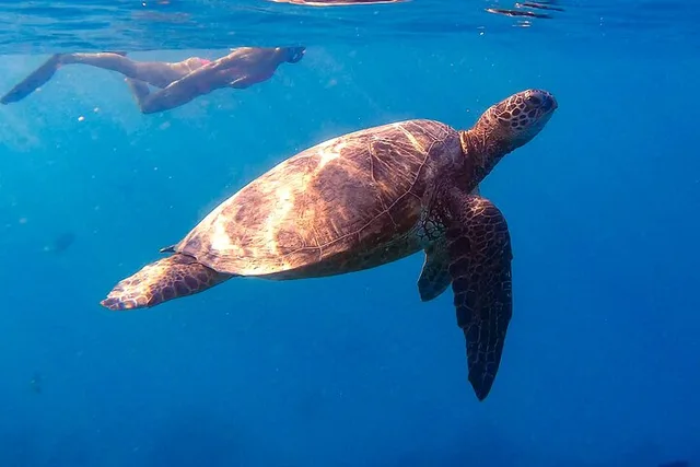 Waikiki Turtle Canyon Snorkel & Cruise - Image 2