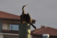 Daytona Beach Halifax River Wildlife Boat Tour thumbnail 3