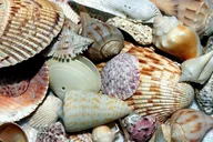 Cayo Costa Shelling Adventure thumbnail 1