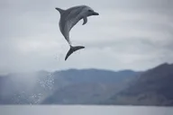 Oahu Dolphin Watching and Snorkel Safari thumbnail 5