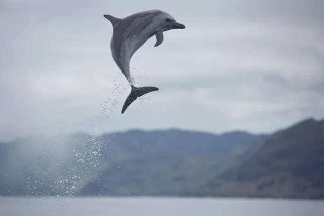 Oahu Dolphin Watching and Snorkel Safari - Image 5