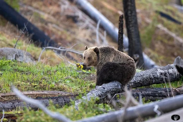 Cody Yellowstone Hot Spots Lower Loop Tour - Image 3