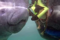 Crystal River Manatee Snorkel Tour with Photographer 3 hr thumbnail 6