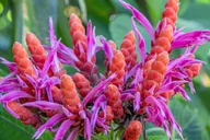 Hilo Gardens and Waterfalls Tour thumbnail 6