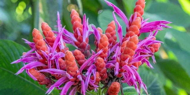 Hilo Gardens and Waterfalls Tour - Image 6