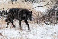 Gardiner Wildlife & Wolf Private Tour with Lunch thumbnail 1