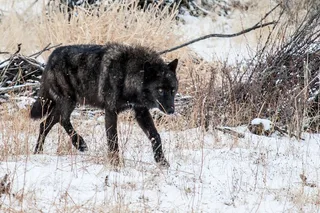 Gardiner Wildlife & Wolf Private Tour with Lunch