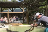 Orlando Everglades Airboat Tour and Wildlife Park thumbnail 6