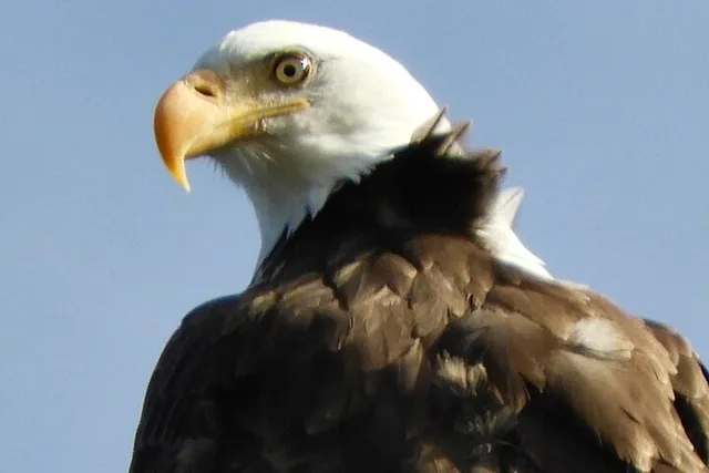 Denver Birds of Prey Tour with Lunch 9 hr - Image 2