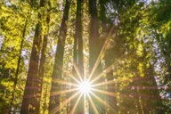 San Francisco Muir Woods and Sausalito Tour thumbnail 5