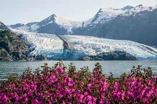Seward to Anchorage Wildlife Tour and Transfer