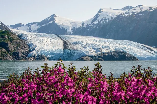 Seward to Anchorage Wildlife Tour and Transfer - Image 1