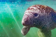 Crystal River Manatee Snorkel Tour with Photographer 3 hr thumbnail 3