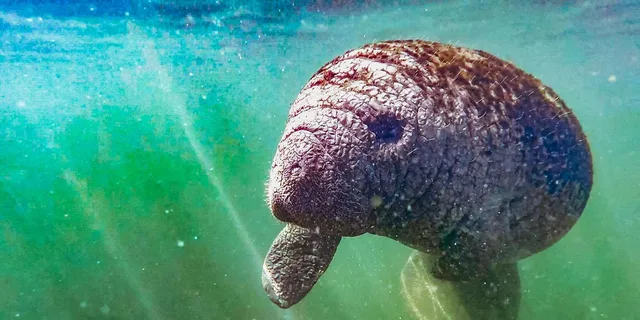 Crystal River Manatee Snorkel Tour with Photographer 3 hr - Image 3