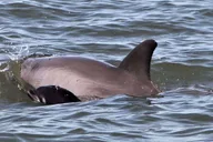 Hilton Head Dolphin Watching Cruise with Donuts thumbnail 1