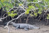 Naples Manatee and Dolphin Eco Boat Tour 3 hr thumbnail 6