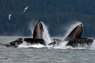 Juneau Whale Watching Cruise with Snacks thumbnail 3