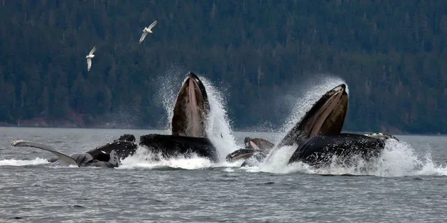 Juneau Whale Watching Cruise with Snacks - Image 3