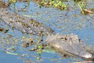 New Orleans Honey Island Swamp Tour thumbnail 4