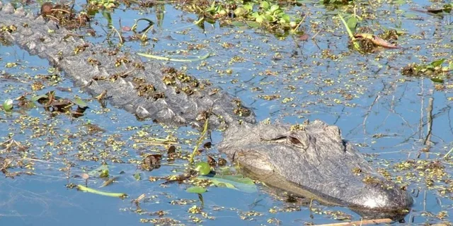 New Orleans Honey Island Swamp Tour - Image 4